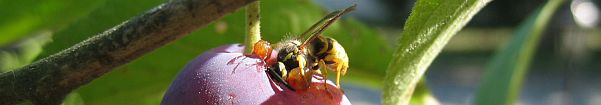 Bee Banner