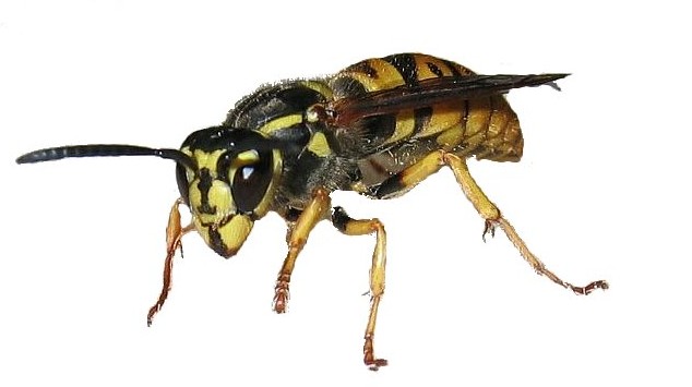 WikiImage image